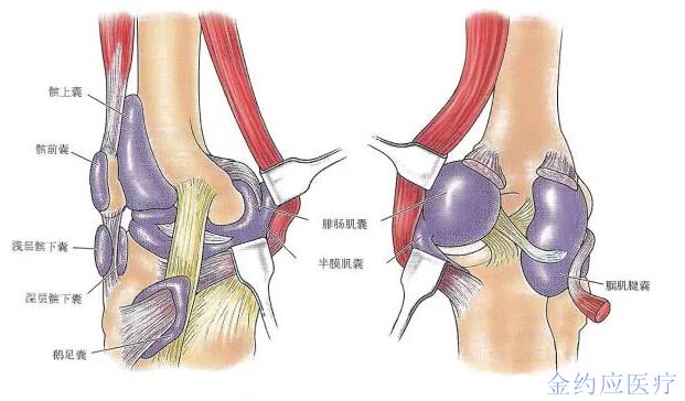 髌下囊位于髌韧带之后,将髌韧带与胫骨和脂肪垫下部分开.