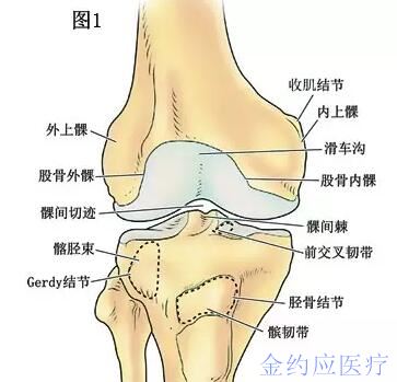 膝关节解剖学(一):膝关节的骨性结构-股骨